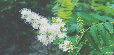 一花一葉一木一世界