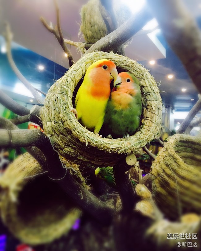 蓋樂世社區(qū)三歲啦！