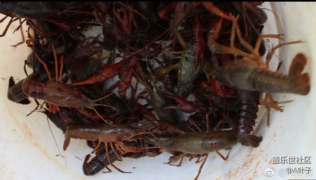 #社區(qū)三周年#合肥星部落邀您同行生態(tài)園 #社區(qū)三周年#合肥星部落邀您同行生態(tài)園