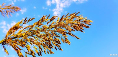 鄉(xiāng)畫(huà)