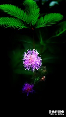 閉月羞花