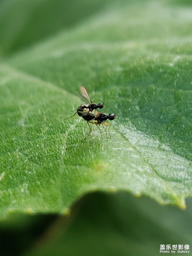 【第108期：距三星手機(jī)新品發(fā)布會(huì)還有一周時(shí)間！】