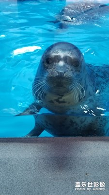 蓬萊海洋極地世界