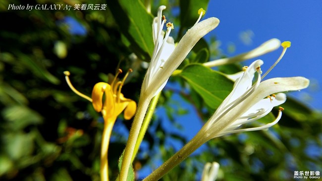 【第108期：距三星手機(jī)新品發(fā)布會(huì)還有一周時(shí)間！】