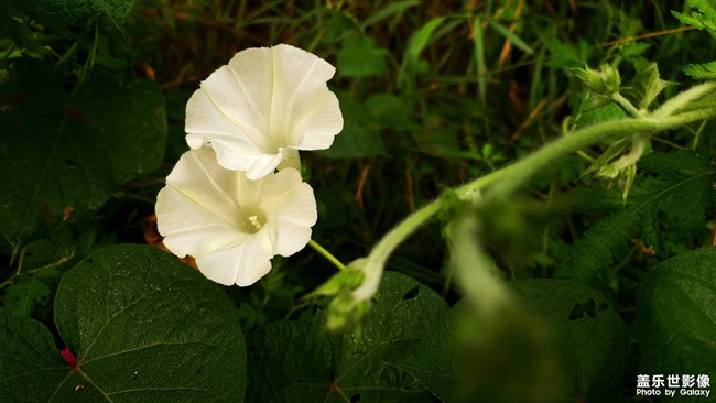 【第108期：距三星手機(jī)新品發(fā)布會(huì)還有一周時(shí)間！】