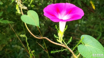 牽?；?--是否也牽動(dòng)著你思鄉(xiāng)的心和童年的記憶？