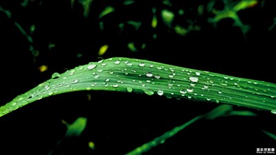 露珠之靜態(tài)美