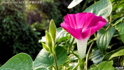 【唯美視界】+盛放牽牛