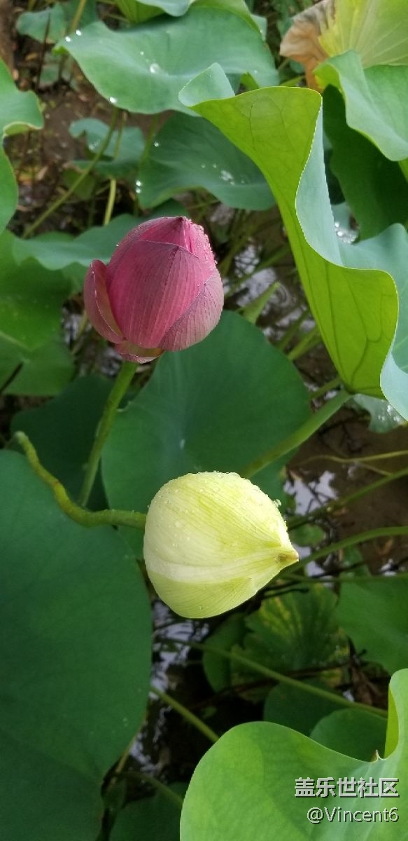 s8+的效果還不錯(cuò)