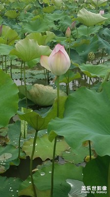 【“醉美”公園】＋荷花公園