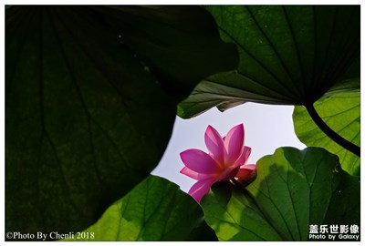 荷花盛開的季節(jié)