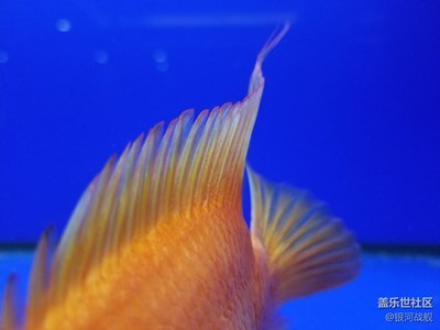 如果可以，我想只有七秒記憶。