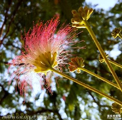 【唯美畫面】+夏日合歡