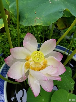 魂?duì)繅衾@，煙雨江南。