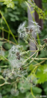 【“醉美”公園】+小小蒲公英