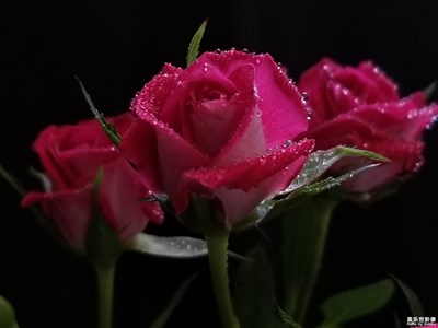 最美瞬間－嬌艷玫瑰??玫瑰