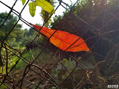 立秋，落葉知秋