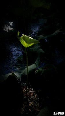 【定格美好】+光影與荷