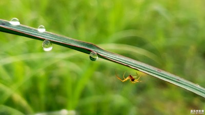 濯濯晨露香，明珠何聯(lián)聯(lián)