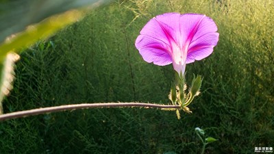 七夕---美麗的牽?；ㄒ部梢员磉_(dá)愛情