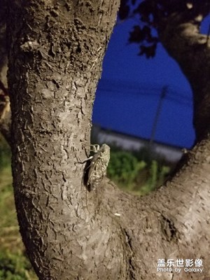 夏日昆蟲(chóng)之