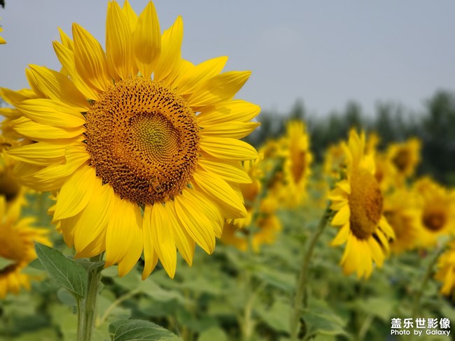 【第111期：七夕節(jié)你們都是怎么度過的呢？】