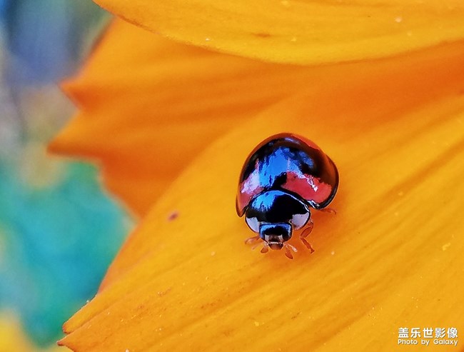 【第111期：七夕節(jié)你們都是怎么度過的呢？】