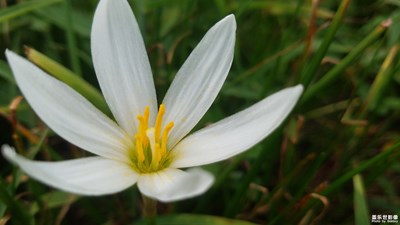 盛開的小花-----蔥蘭