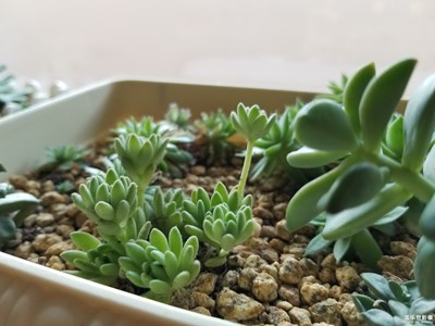 辦公室里的多肉