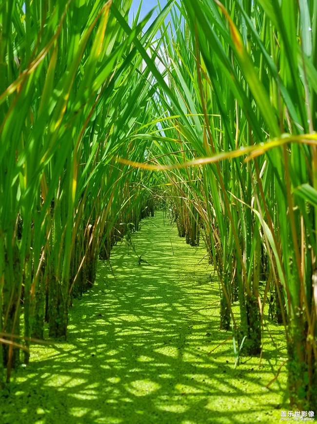 【112期：你最喜歡Galaxy Note9哪個(gè)功能呢？】