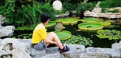 芙蓉出水獨稱王