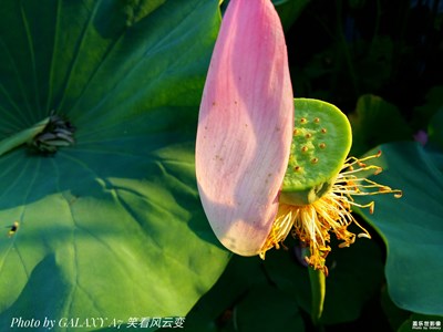 【最美南湖】+殘荷光影