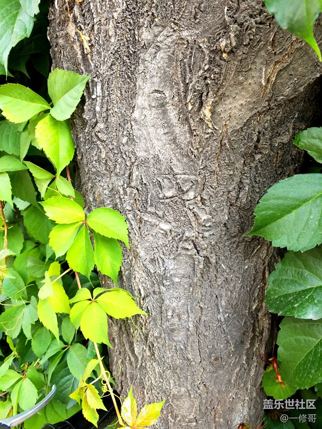 這是曾經(jīng)8.0第一版相機(jī)的最高境界了