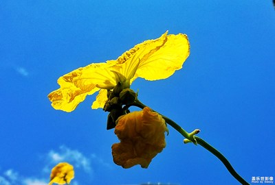 燦爛的季節(jié)