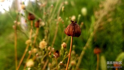 一花一草一枯榮