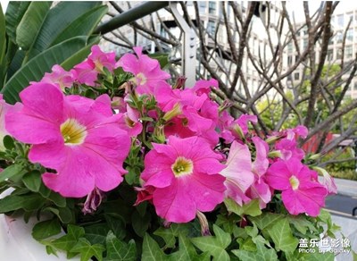 花兒盛開