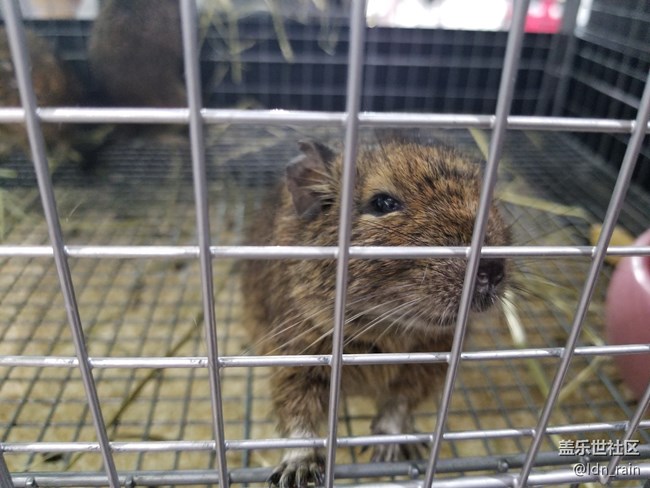 【活動(dòng)回顧】上海星部落帶你玩轉(zhuǎn)亞洲寵物展