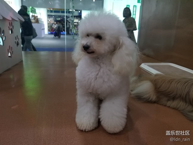 【活動(dòng)回顧】上海星部落帶你玩轉(zhuǎn)亞洲寵物展