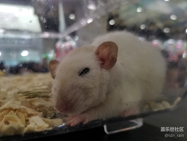 【活動(dòng)回顧】上海星部落帶你玩轉(zhuǎn)亞洲寵物展