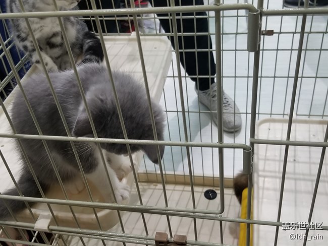 【活動(dòng)回顧】上海星部落帶你玩轉(zhuǎn)亞洲寵物展