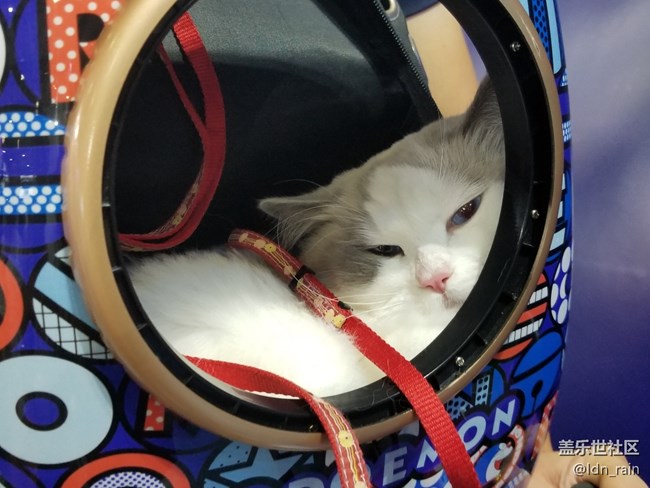 【活動(dòng)回顧】上海星部落帶你玩轉(zhuǎn)亞洲寵物展