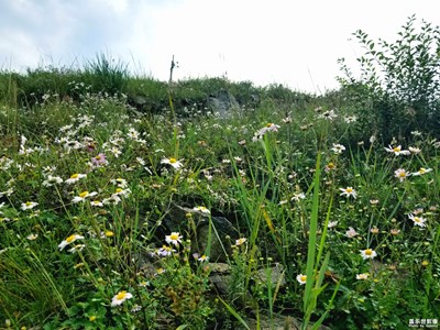 大美九龍灣之一:花草篇