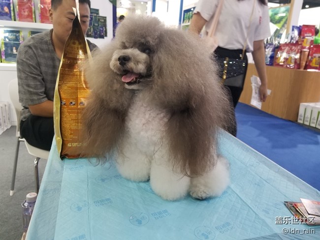 【活動(dòng)回顧】上海星部落帶你玩轉(zhuǎn)亞洲寵物展