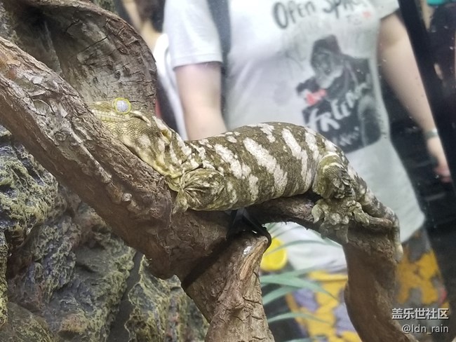 【活動(dòng)回顧】上海星部落帶你玩轉(zhuǎn)亞洲寵物展