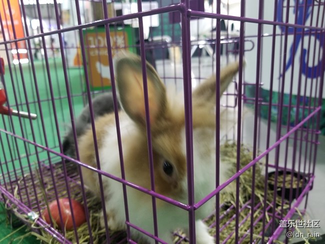 【活動(dòng)回顧】上海星部落帶你玩轉(zhuǎn)亞洲寵物展