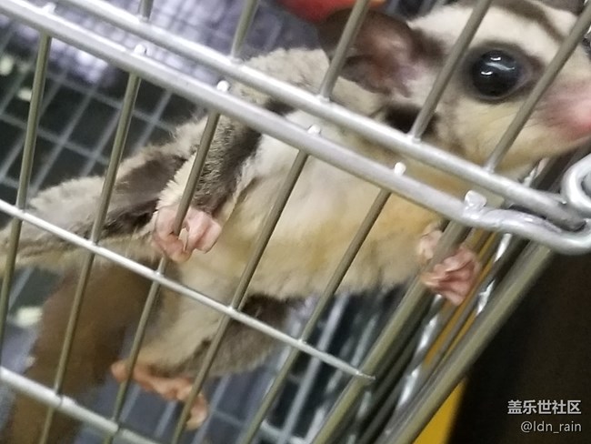 【活動(dòng)回顧】上海星部落帶你玩轉(zhuǎn)亞洲寵物展