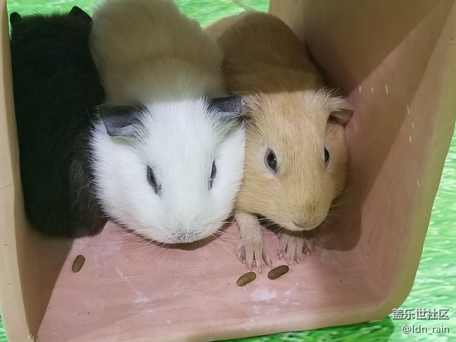 【活動(dòng)回顧】上海星部落帶你玩轉(zhuǎn)亞洲寵物展