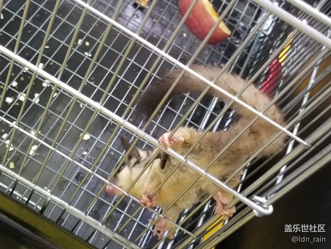 【活動(dòng)回顧】上海星部落帶你玩轉(zhuǎn)亞洲寵物展