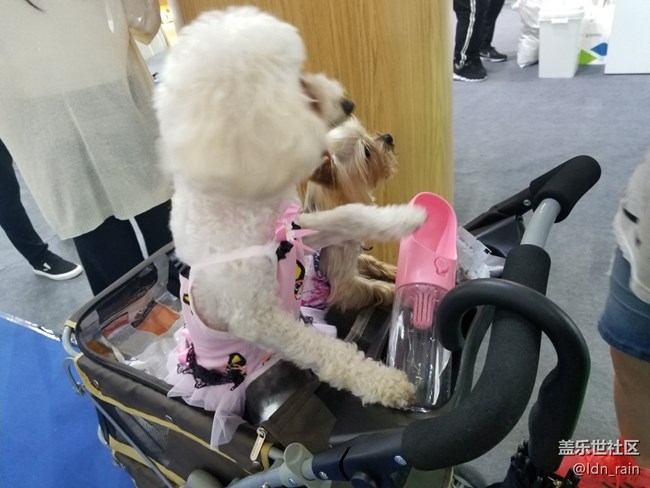 【活動(dòng)回顧】上海星部落帶你玩轉(zhuǎn)亞洲寵物展