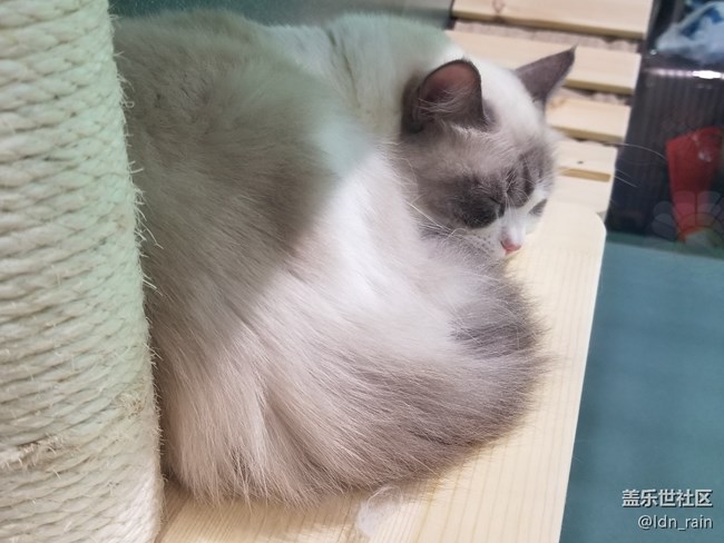 【活動(dòng)回顧】上海星部落帶你玩轉(zhuǎn)亞洲寵物展